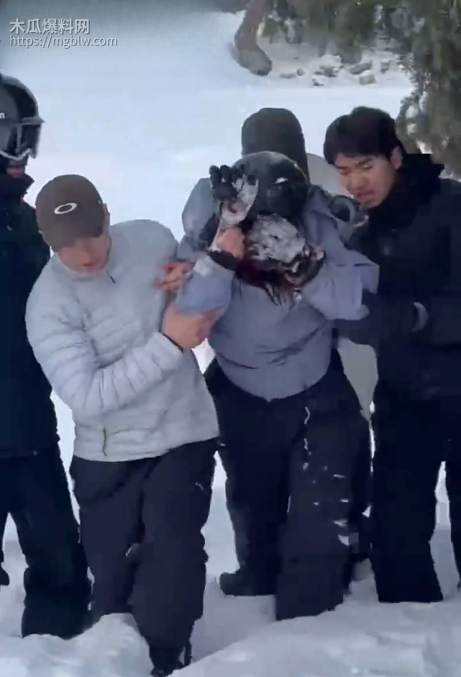 可可托海雪豹咬人视频曝光 1 拷贝