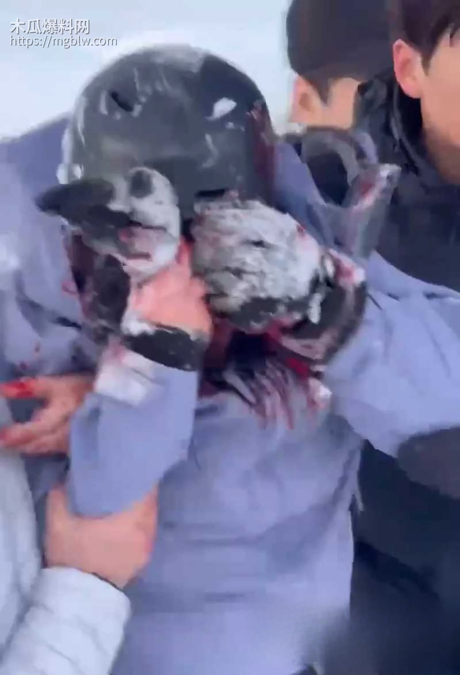 可可托海雪豹咬人视频曝光 3 拷贝