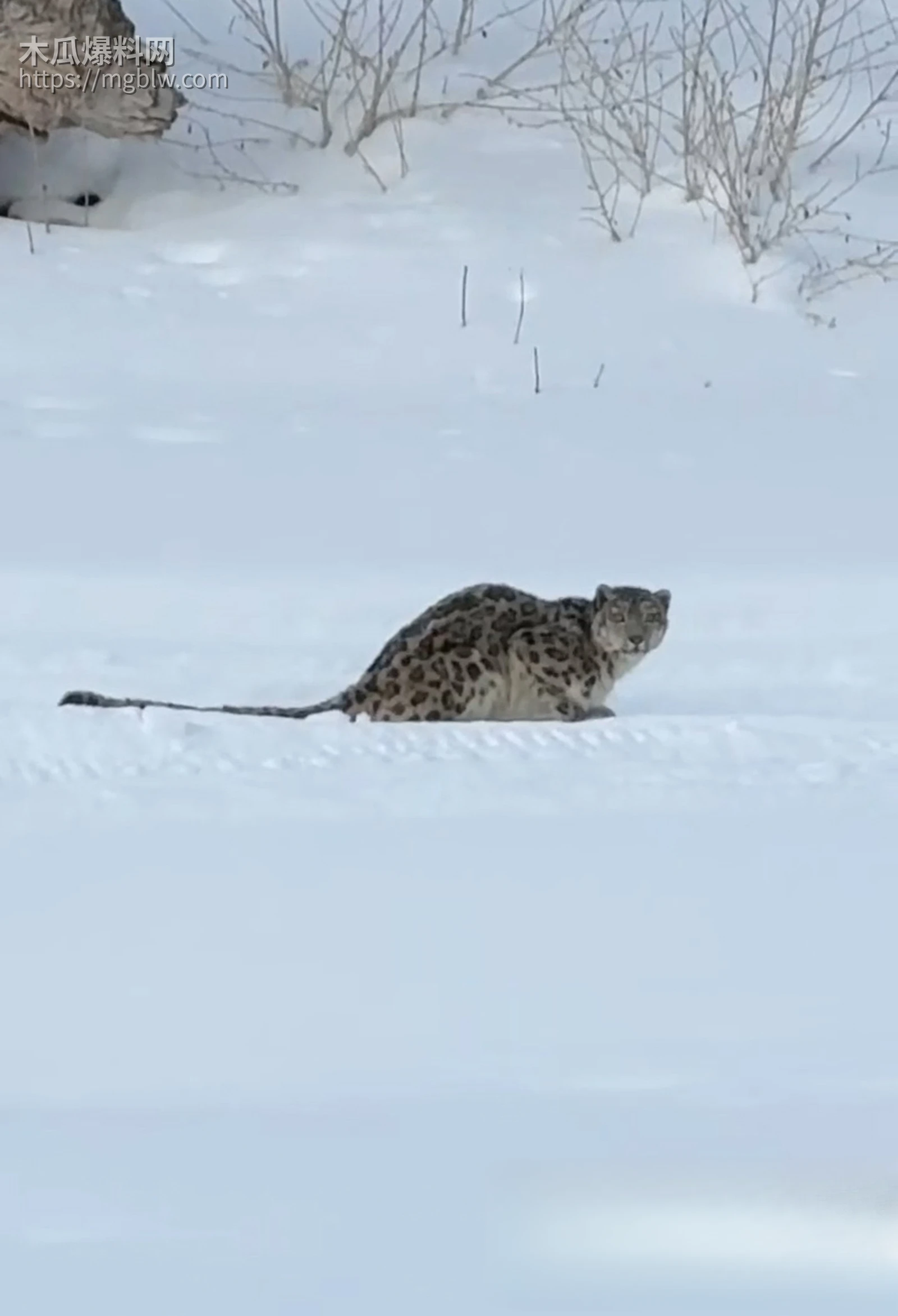 可可托海雪豹咬人视频曝光 6 拷贝